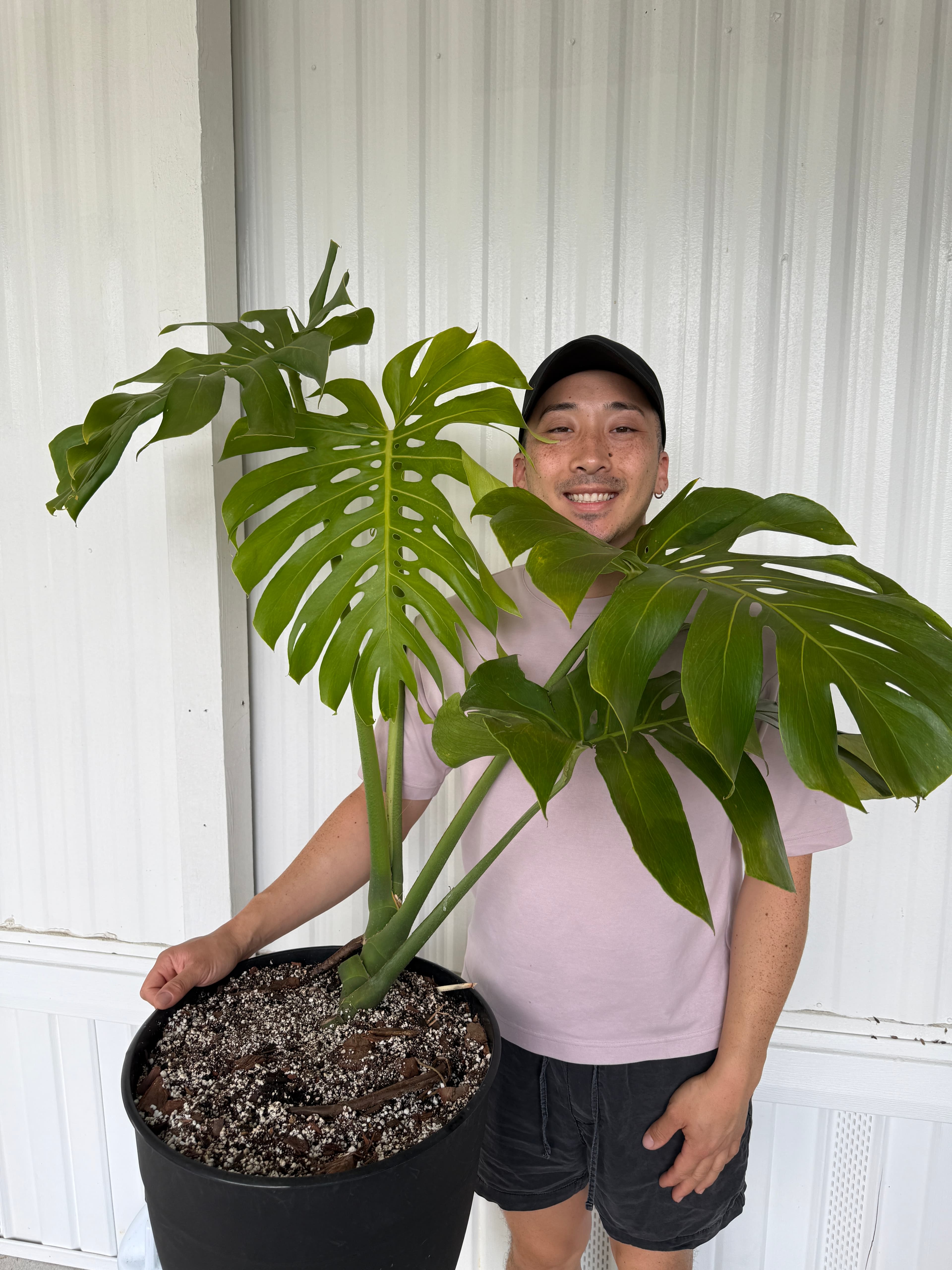 Austin Meadows in the greenhouse with a mature Monstera